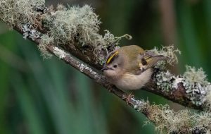 St Austell Camera Club