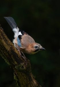 St Austell Camera Club