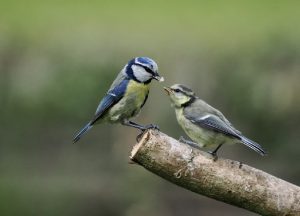 Blue Tit With Fledgling Steve Richards