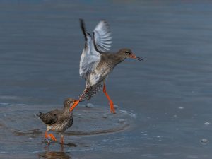 Fighting Redshanks. Barry Smith