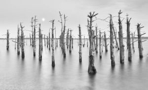 Darren Hambly Trees Coliford Lake