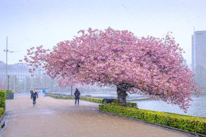 Endre M Lidal Cherry Blossom In Snow 02 Bergen