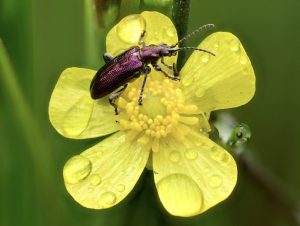 Beetle On Flower Hanene Basson