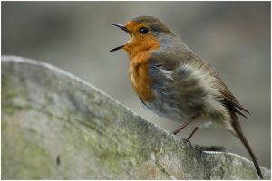 St Austell Camera Club