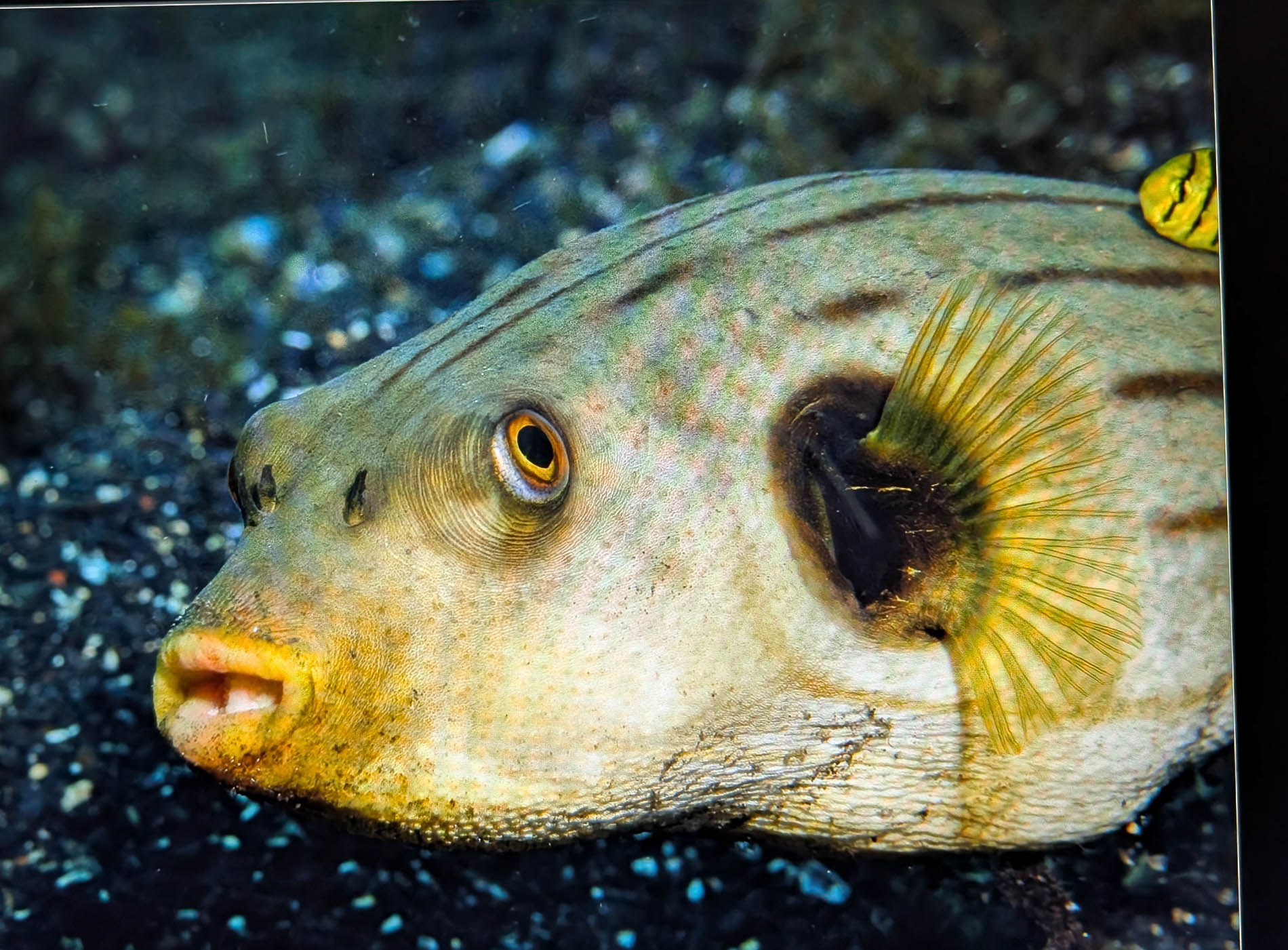 Featured image for “Penny & Spike Piddock”
