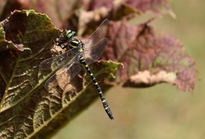 St Austell Camera Club