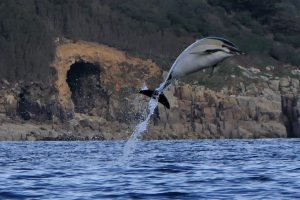 Common Dolphin Mousehole By Rupert Kirkwood
