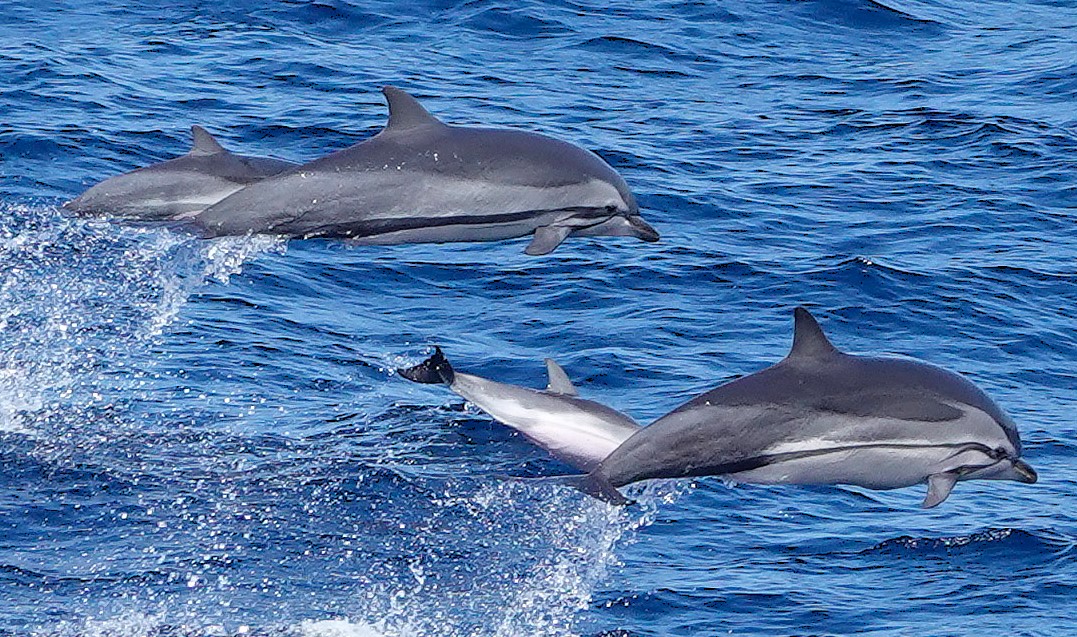 Featured image for “An Inspiring Evening with Rupert Kirkwood – The Lone Kayaker”