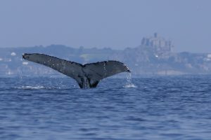 Humpback In Front Of St Michaels Mount