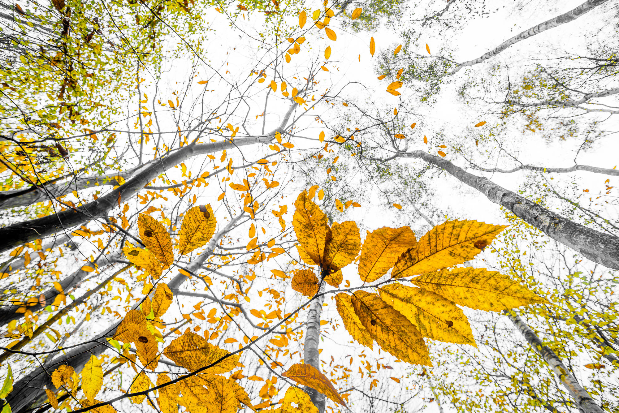 Featured image for “Robert Canis”