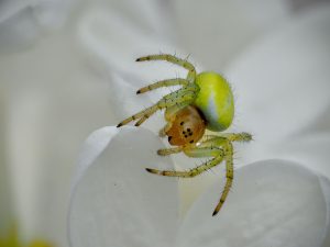 3rd PLACE Steve Richards Cucumber Spider