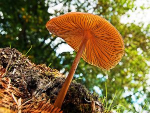 Bob Walker Common Rugstill Mushroom Study Textured Fungi