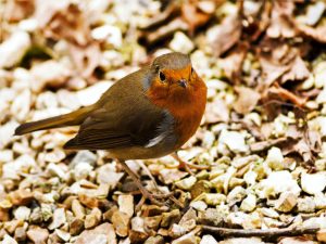 Little Robin Redbreast