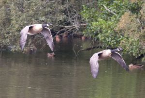 Brian Cooper Canada Geese In Flight