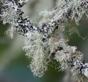 Brian Cooper Lichen