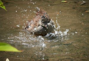 COMMENDED Brian Cooper Splashing Duck