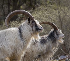 COMMENDED John Yarrow Feral Goats, North Wales