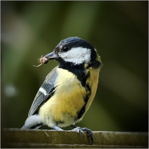 GOLD Steve Richards Great Tit F4.5 1 90th Sec Iso 200