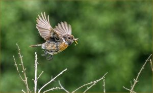 GOLD Tony Kellow Stonechat Delivering Food