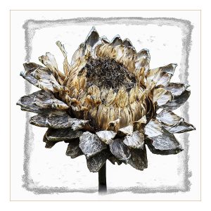 George Collings Cardoon