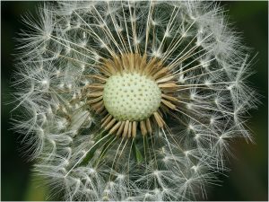 HIGHLY COMMENDED Steve Richards Seed Head