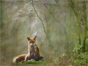 Hanene Basson Mindful Fox