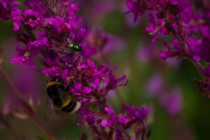 Jim Chapman Bee My Friend
