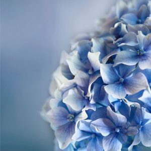Jon Lipinski Petals