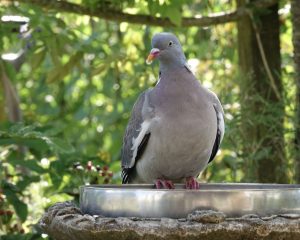 June Richards WOOD PIGEON