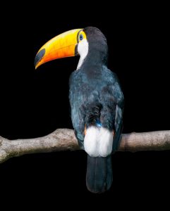 Kevin Dyer Toucan