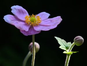 Paul Butler Japanese Anenome