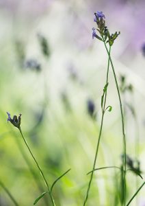 Paul Butler Lavender