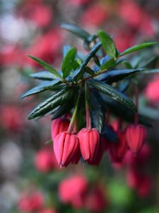 Robert Bazeley Crinodendron Hookerianum