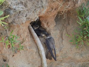 SILVER Brian Cooper Sandmartin Family