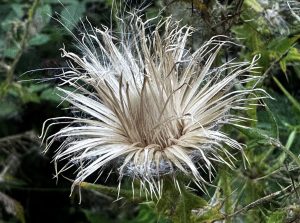 SILVER Diane Pomroy Gonetoseed.jpeg