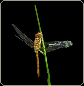 SILVER Kevin Dyer Common Darter