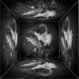 SILVER Kevin Dyer Mirror Box Effect Vulture