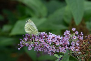 SILVER Mike Lyne Large White Cabbage Butterfly