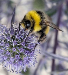 SILVER Neil Atkinson The Bee