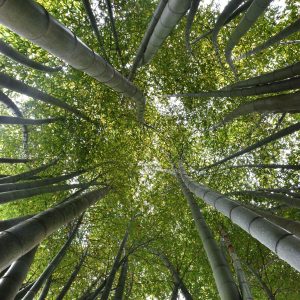 SILVER Robert Bazeley Moso Bamboo Grows One Foot A Day
