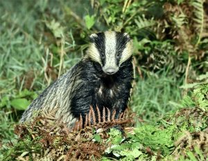 SILVER Steve Richards Badger 1 250 Sec F4 Iso 18000