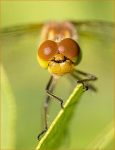 SILVER Tony Kellow Darter Compound Eyes
