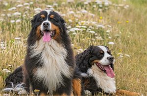 Tony Kellow Burnese Mountain Dogs