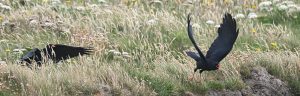 Tony Kellow Juvenile Chough Pair