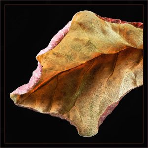 2nd PLACE George Collings Varigated Leaf