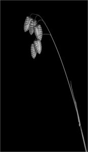 COMMENDEED Hanene Basson Quaking Grass