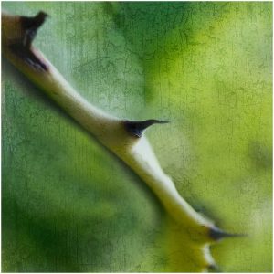 HIGHLY COMMENDED Jon Lipinski Agave
