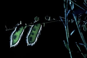 Broom Seed Pod