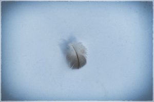 Hugh Pomroy The Feather.jpg