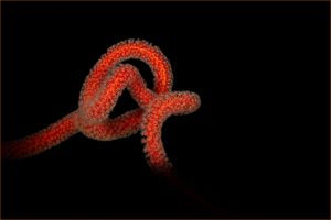 John Yarrow Wire Coral 5305251203